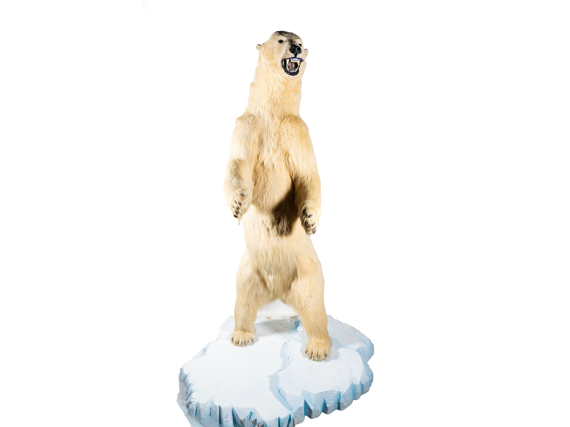 Martimus polar bear